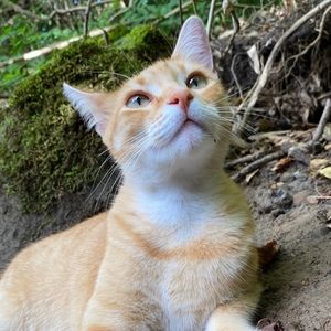 Meet your Posher, Katt